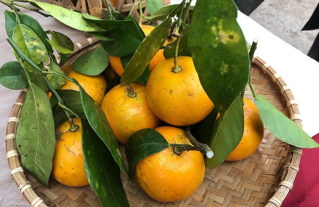 外表和市場賣的橘子一模一樣，但吃起來讓人酸得「嘎達嘎達」叫不停，珍稀的南庄橙，透過復育本尊現身！攝影：廖靜蕙