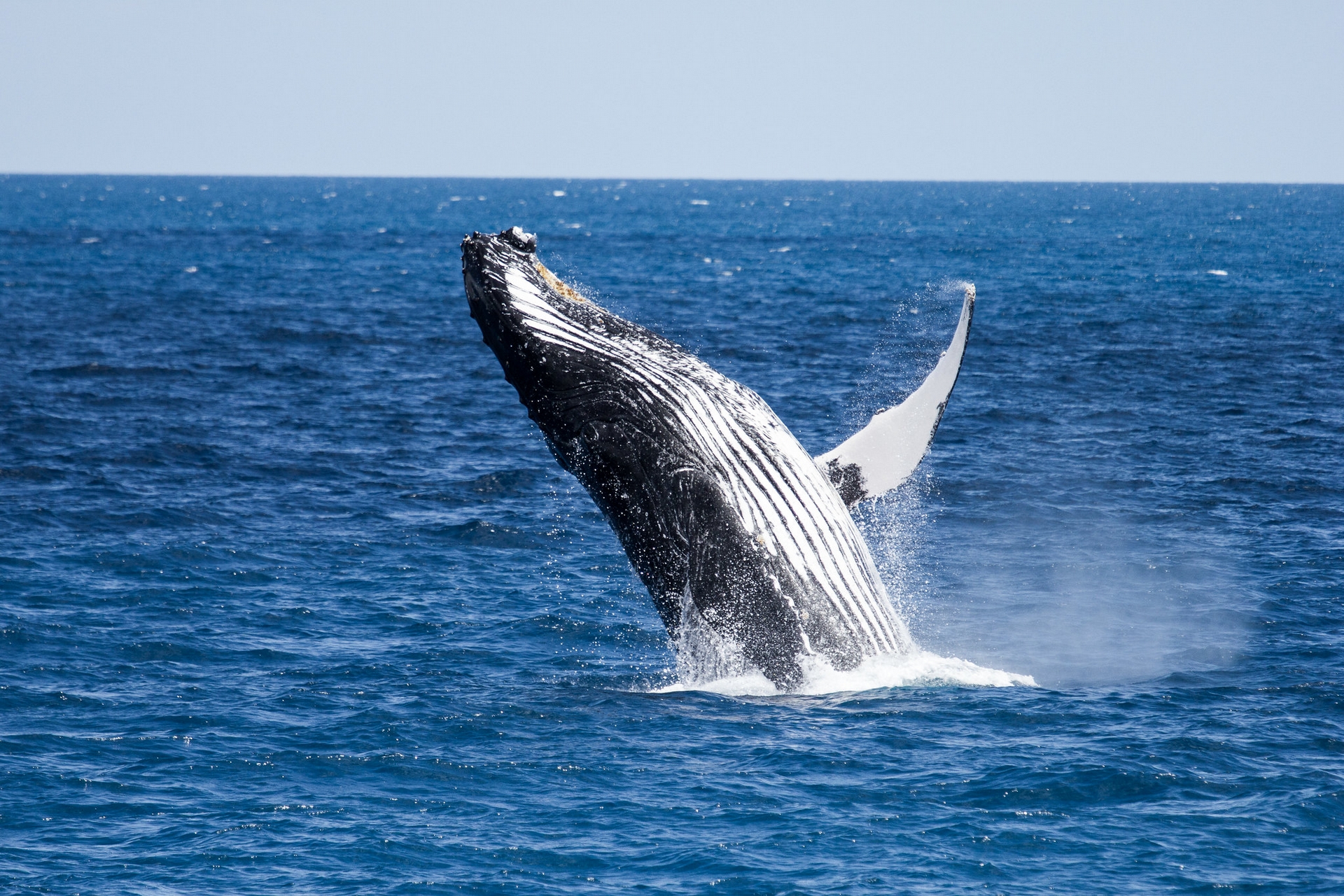 研究顯示，由於氣候危機導致海洋環境快速變化，可能導致座頭鯨難以繁殖下一代。照片來源：Florian Rohart（CC BY-NC-ND 2.0）