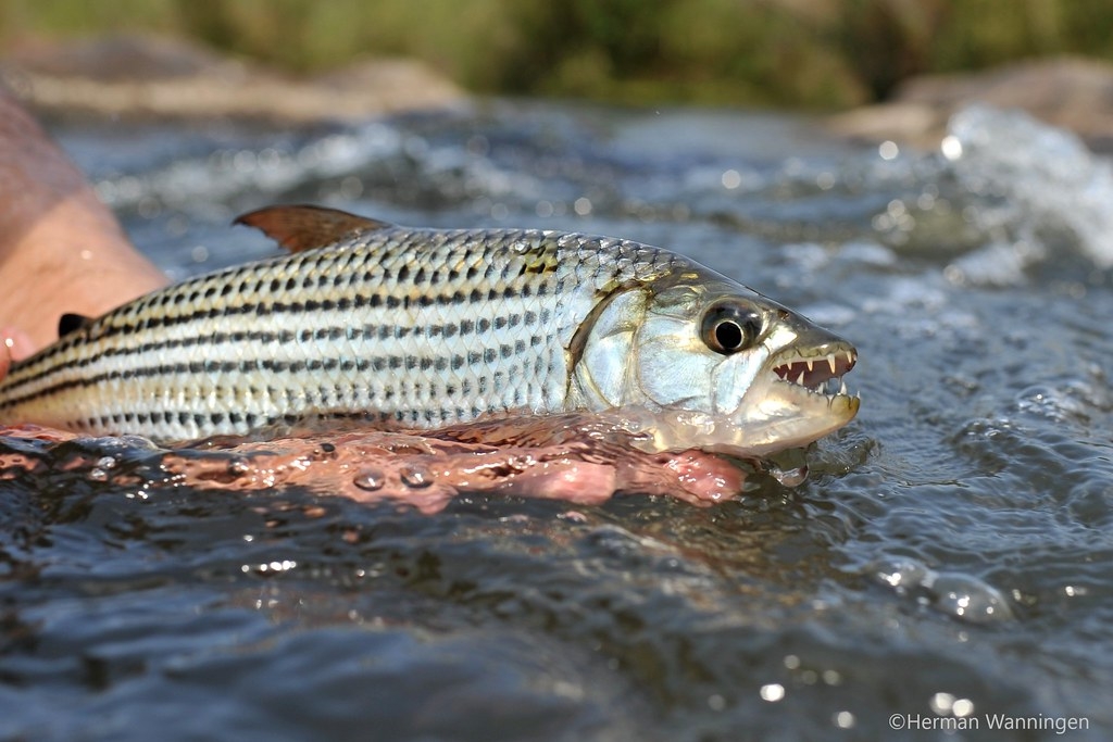 生活在非洲淡水河流域的虎魚。照片來源：WWF