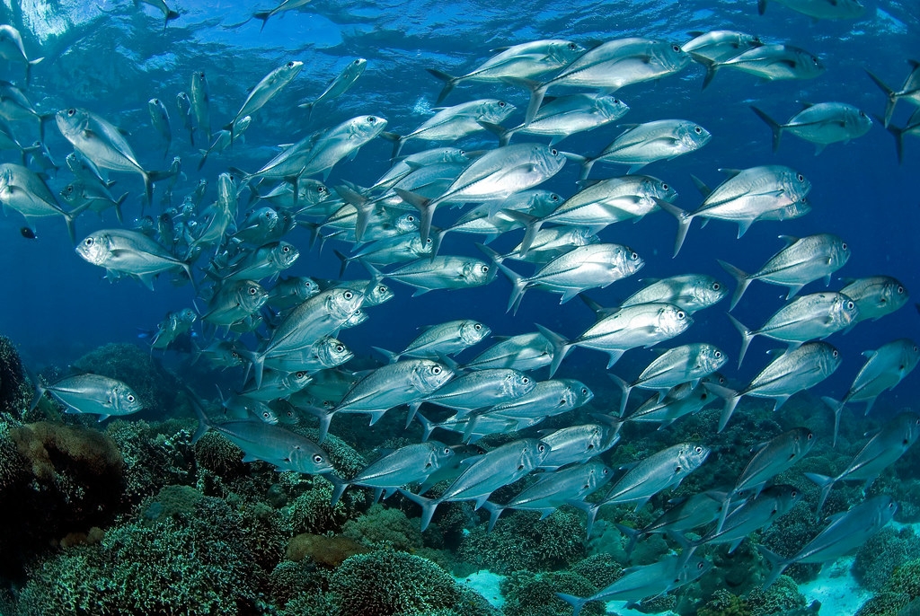 海保區將使周邊水域漁獲量上升、提供轉型高收益海洋觀光產業的機會，並能減緩氣候危機造成的影響。圖為菲律賓阿波島。照片提供：綠色和平