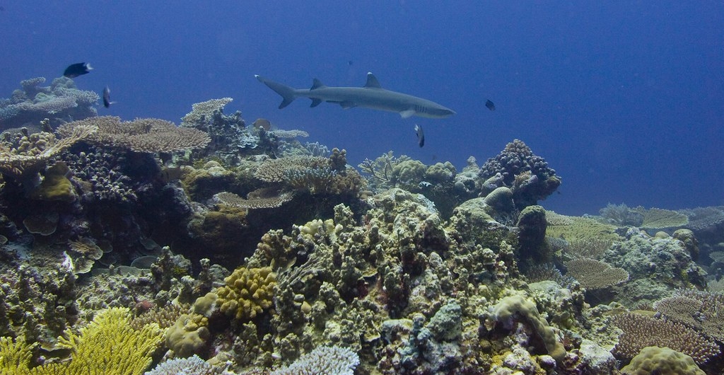 海保區能達成復育海洋生態與漁業資源永續利用雙贏，圖為帛琉海保區。照片提供：綠色和平