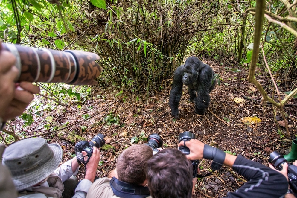 在盧安達的火山國家公園（Volcanoes National Park）裡，眾人爭相拍攝一隻山地大猩猩。這種動物會感染人類疾病，所以就保護牠們而言，保持距離和其他措施都是很重要的。PHOTOGRAPH BY CHRISTOPHE COURTEAU, NATURE PICTURE LIBRARY, ALAMY STOCK PHOTO 