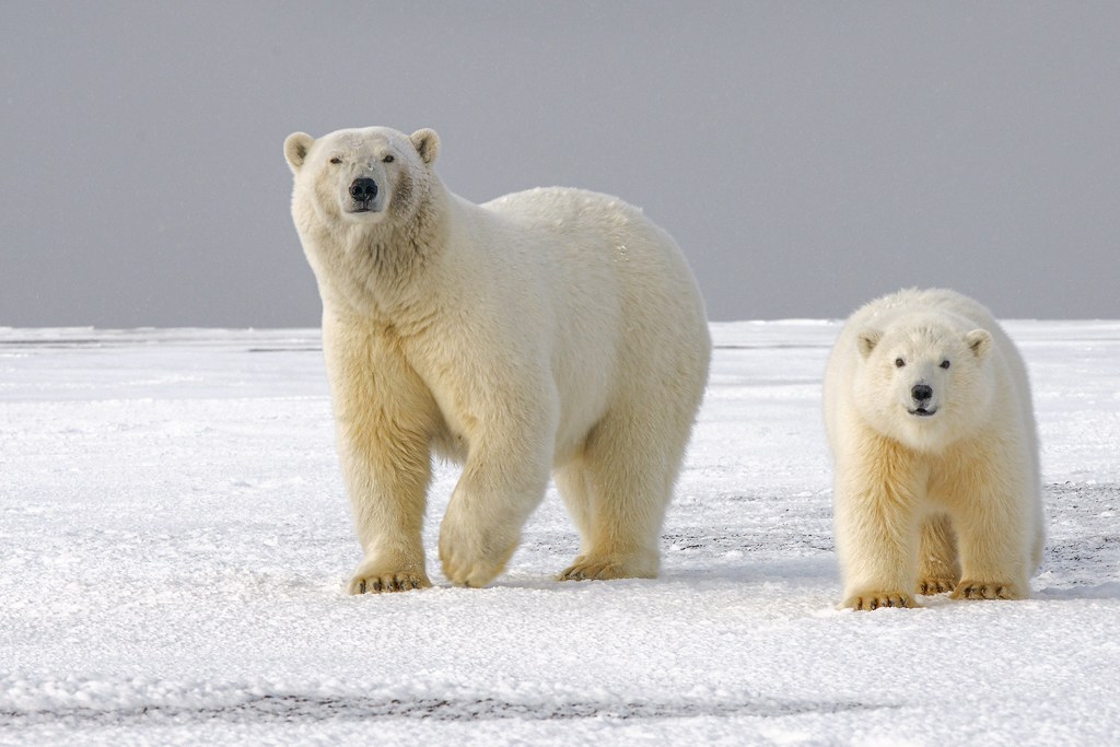 由於北極海冰大量流失，北極熊和獨角鯨需花上多達四倍的力氣（熱量）才能生存。照片來源：Hans-Jurgen Mager／Unsplash