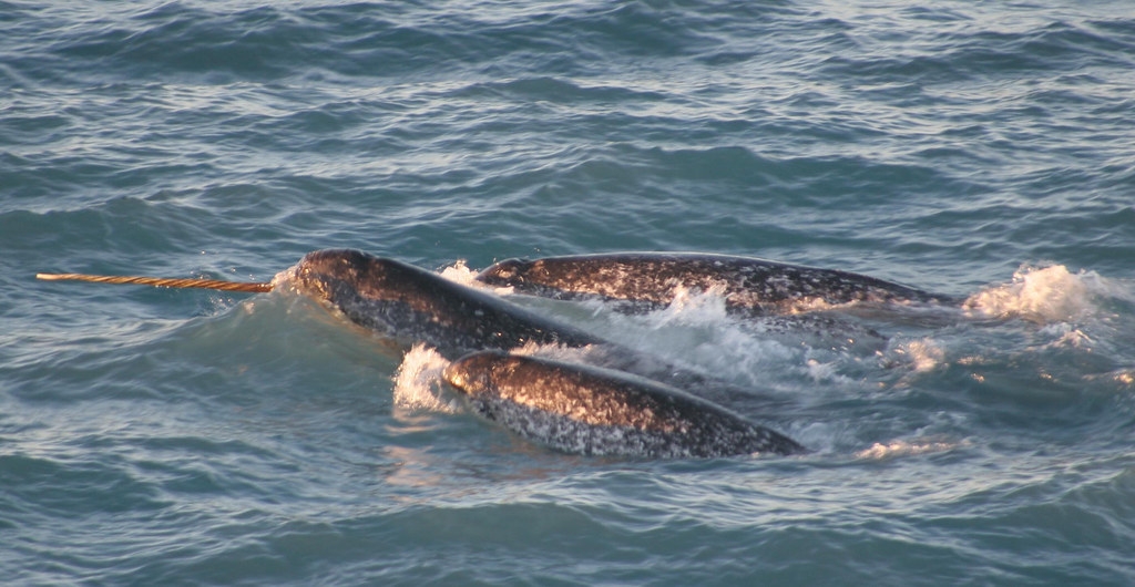 獨角鯨擅長極限潛水，可以潛到1500公尺深，因此牠們需要固定位置的呼吸孔。照片來源：NOAA Photolib Library／維基百科