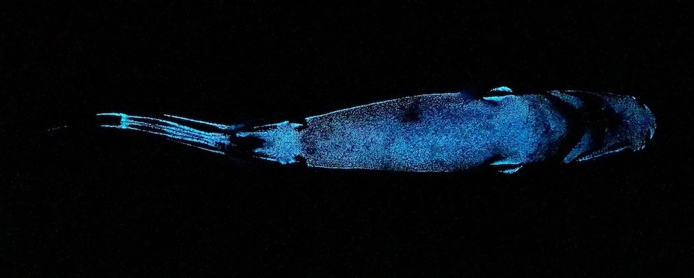 在亮烏鯊的腹側有發光細胞，能發出與周遭環境相應的足夠光線，將牠們自身輪廓從埋伏在下方的獵食者眼中隱去。 PHOTOGRAPH BY JÉRÔME MALLEFET 