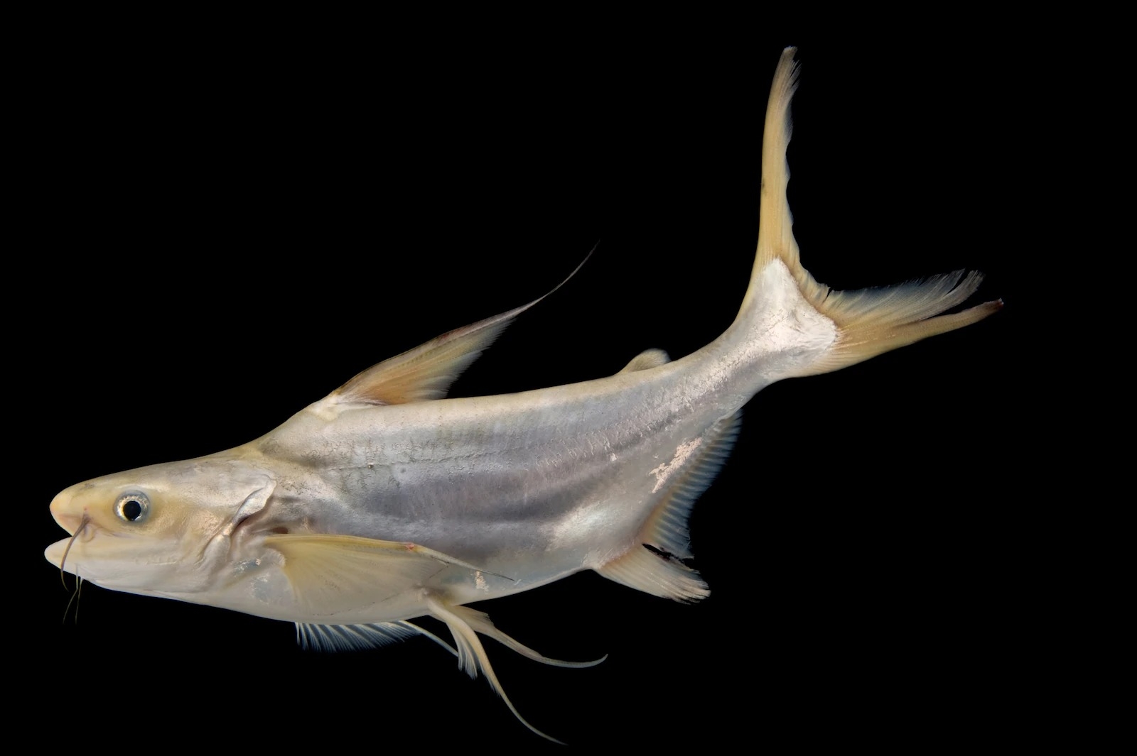 極度瀕危的長絲𩷶（giant pangasius catfish）。 PHOTOGRAPH BY JOEL SARTORE, NATIONAL GEOGRAPHIC PHOTO ARK 