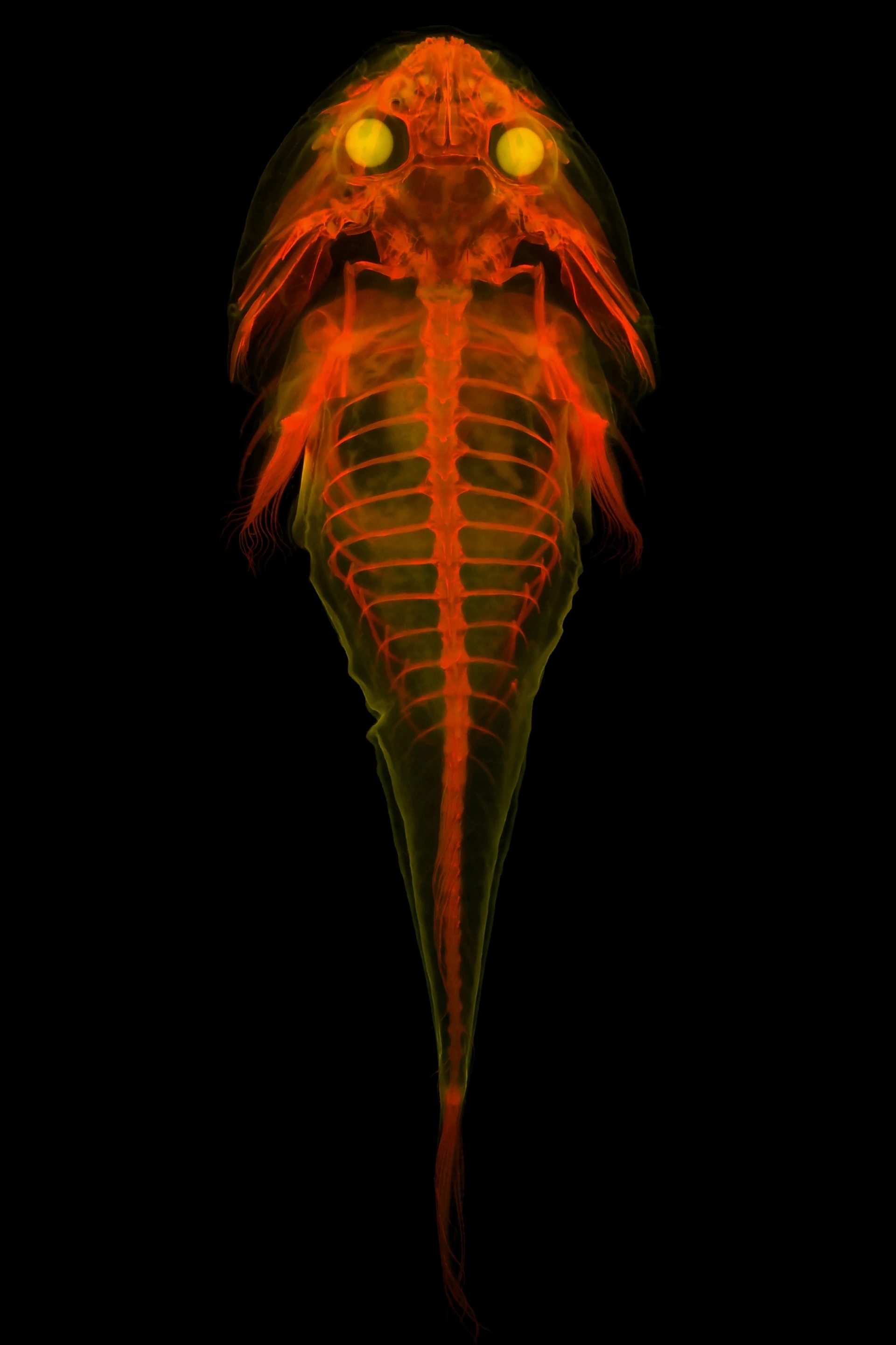 研究人員長期以來一直在清理標本組織，並將骨骼染色，而新的螢光技術在細節上達到了全新境界，比如眼前的帶紋喉盤魚 （stippled clingfish）。PHOTOGRAPH BY MATTHEW GIRARD, UNIVERSITY OF KANSAS
