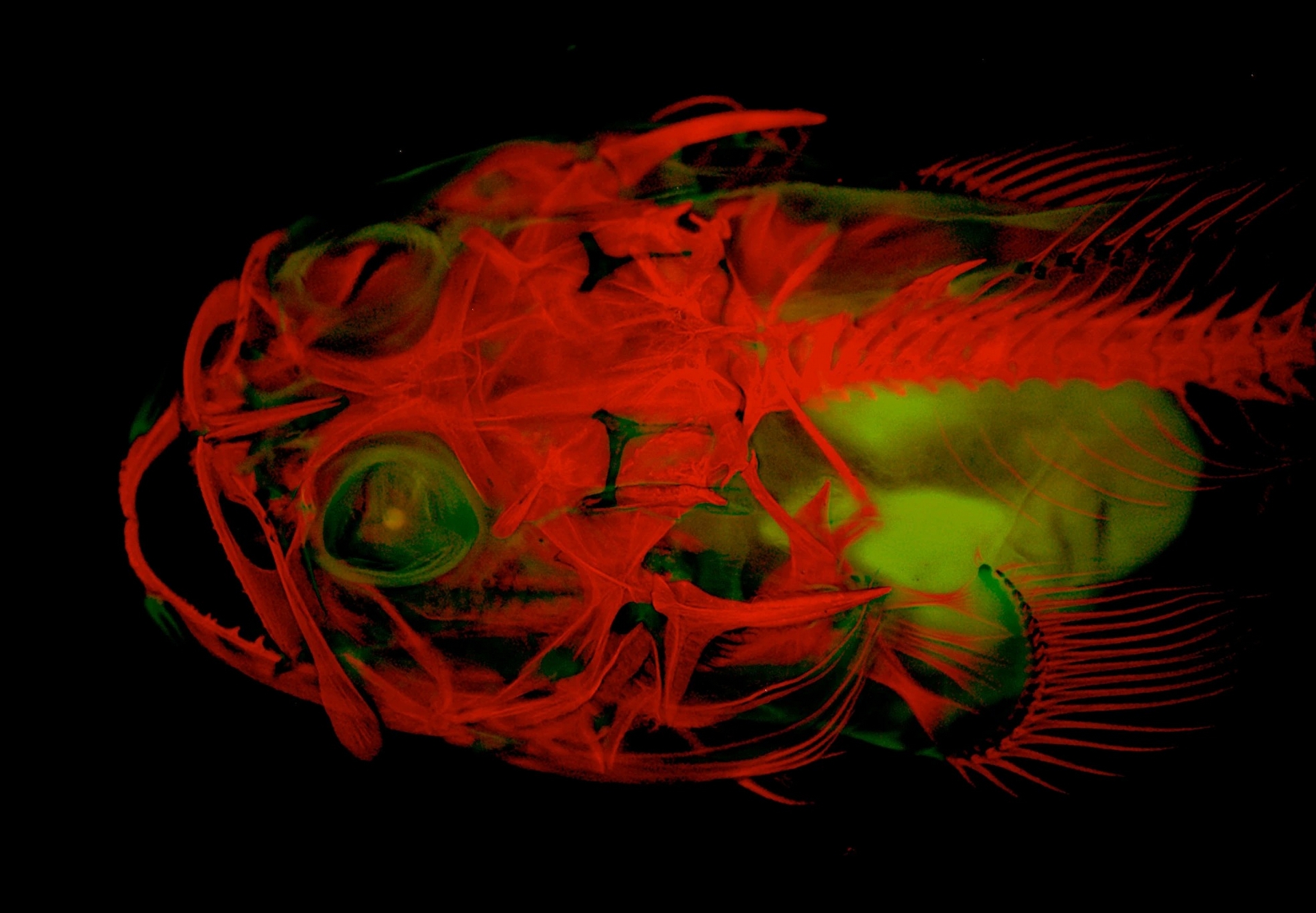 平鰭美洲蟾魚（plainfin midshipman）不僅是一種會唱情歌的底棲魚類，天生還會發出生物螢光。相片中呈現了紅色染劑發出的紅光，以及平鰭美洲蟾魚原本綠色的天然螢光。 PHOTOGRAPH BY LEO SMITH, UNIVERSITY OF KANSAS 