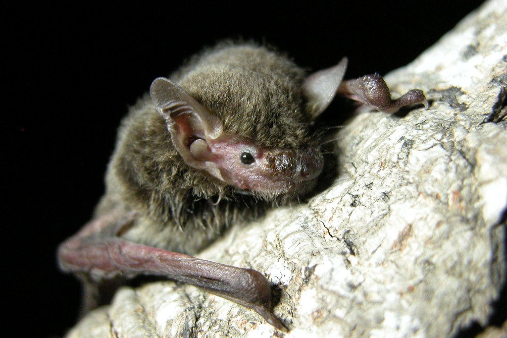 研究人員藉由捕捉蝙蝠開發病毒模型，盼避免大規模流行病發生。圖片僅供示意，非研究團隊取樣蝙蝠。圖片來源：AlphaLu（CC BY-NC 2.0）
