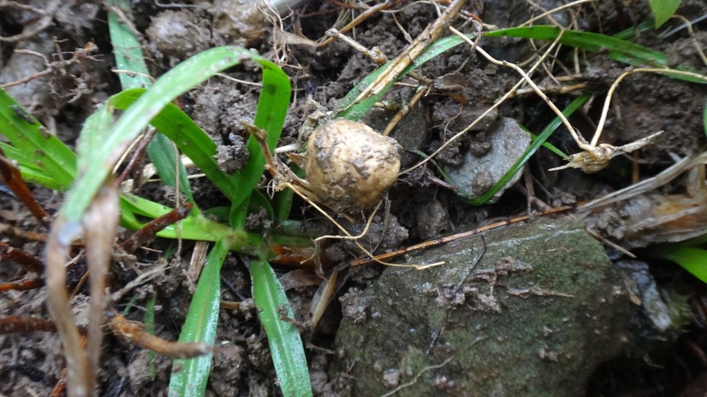 研究團隊在利嘉林道發現小西氏石櫟松露。圖片來源：林試所
