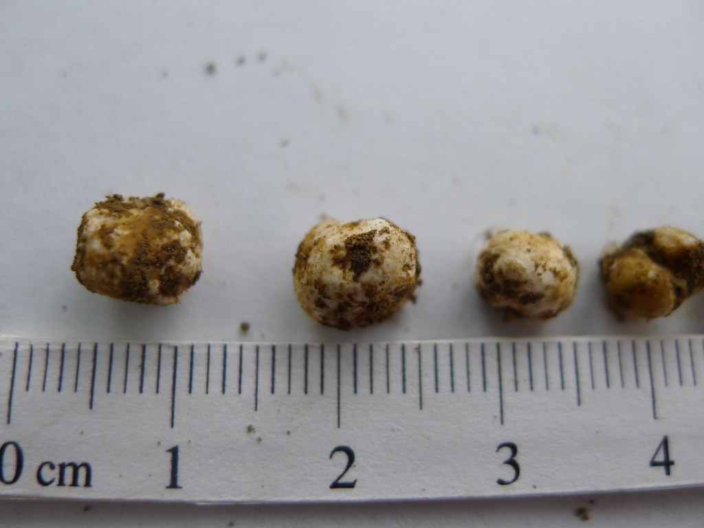 研究人員發現的小西氏石櫟松露的子實體。圖片來源：林試所。