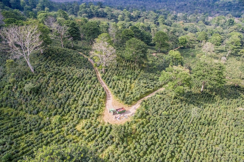從上方觀看哥斯達黎加的阿凱爾斯（Aquires），咖啡工人正在把剛採下來的咖啡櫻桃放進貨車裡。最近一項在原為咖啡農場的土地上所進行的實驗發現，使用咖啡果渣，能夠幫助森林在已開發土地上重新生長。PHOTOGRAPH BY EDWIN REMSBERG, VW PICS, UIG, GETTY IMAGES 