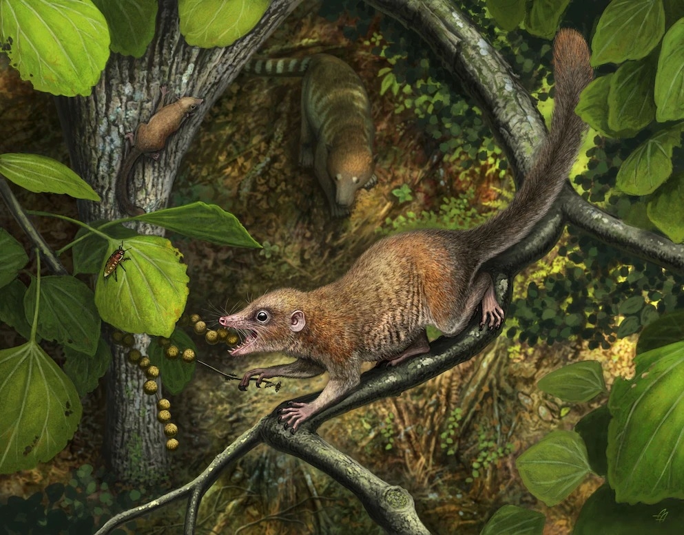 上圖栩栩如生地描繪出一個最近獲得描述的早期靈長類新物種。恐龍滅絕後不久，已知最古老的靈長類，包括這個新種在內，即迅速適應以樹果為主的食性，從此和他們的競爭者分道揚鑣。2.ILLUSTRATION BY ANDREY ATUCHIN