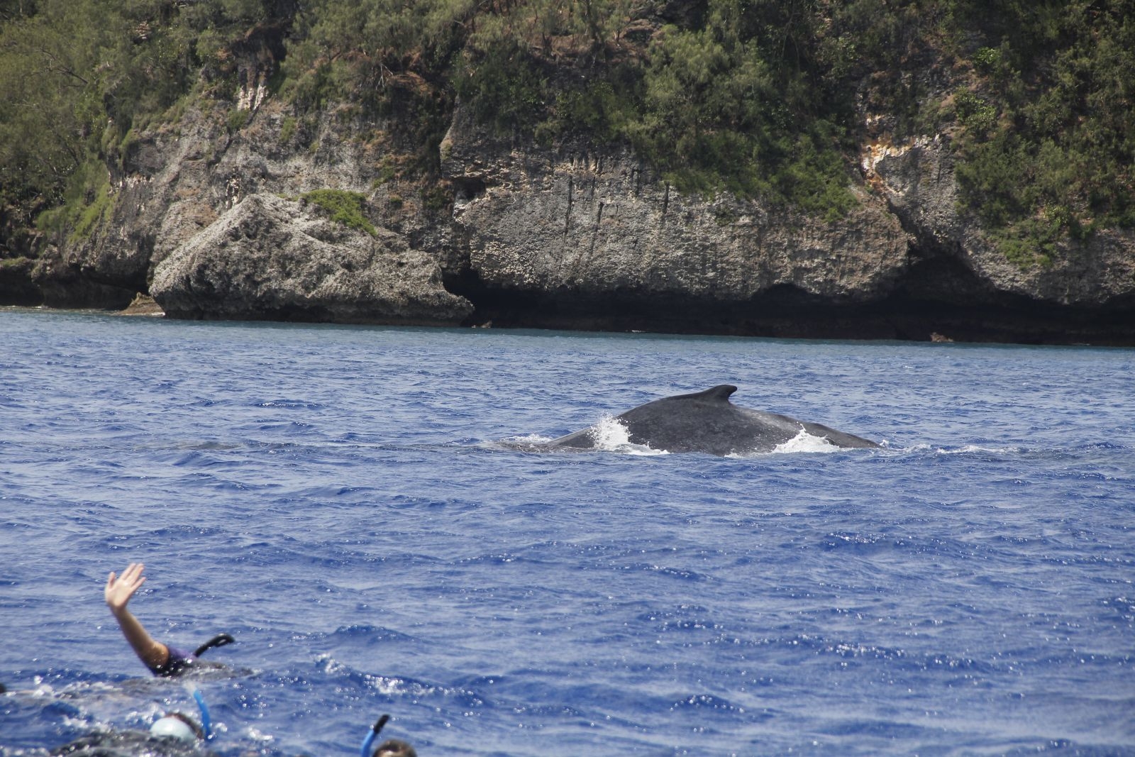 下水後仍需遵循潛導的指令靠近座頭鯨（攝影：林東良｜攝於東加王國）