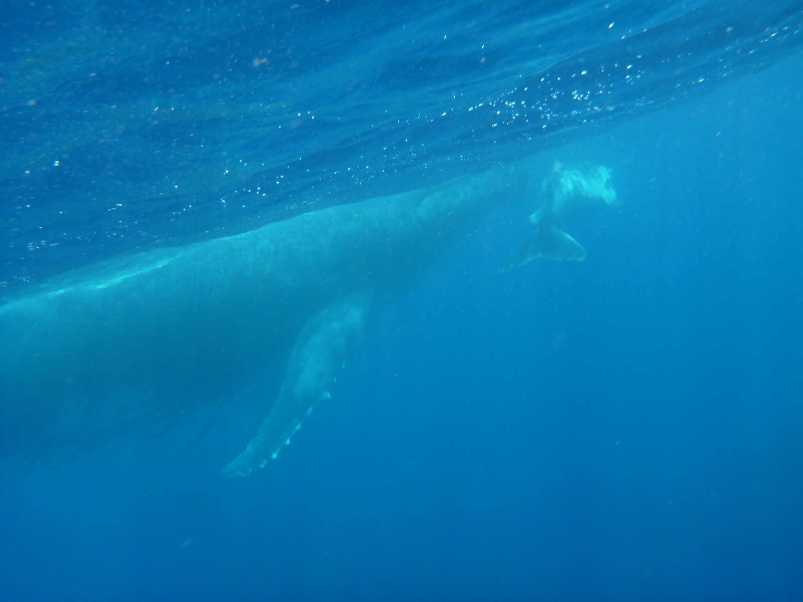 座頭鯨母子（攝影：林東良｜攝於東加王國）