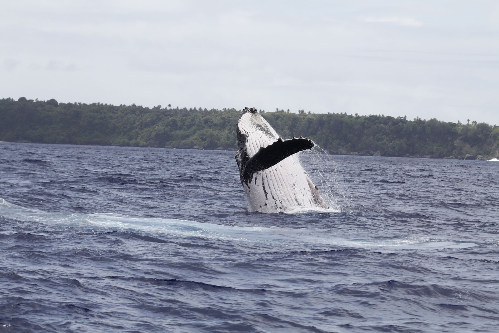 座頭鯨躍身擊浪（攝影：林東良｜攝於東加王國）