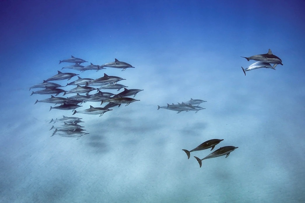 Photograph by Brian Skerry, Nat Geo Image Collection