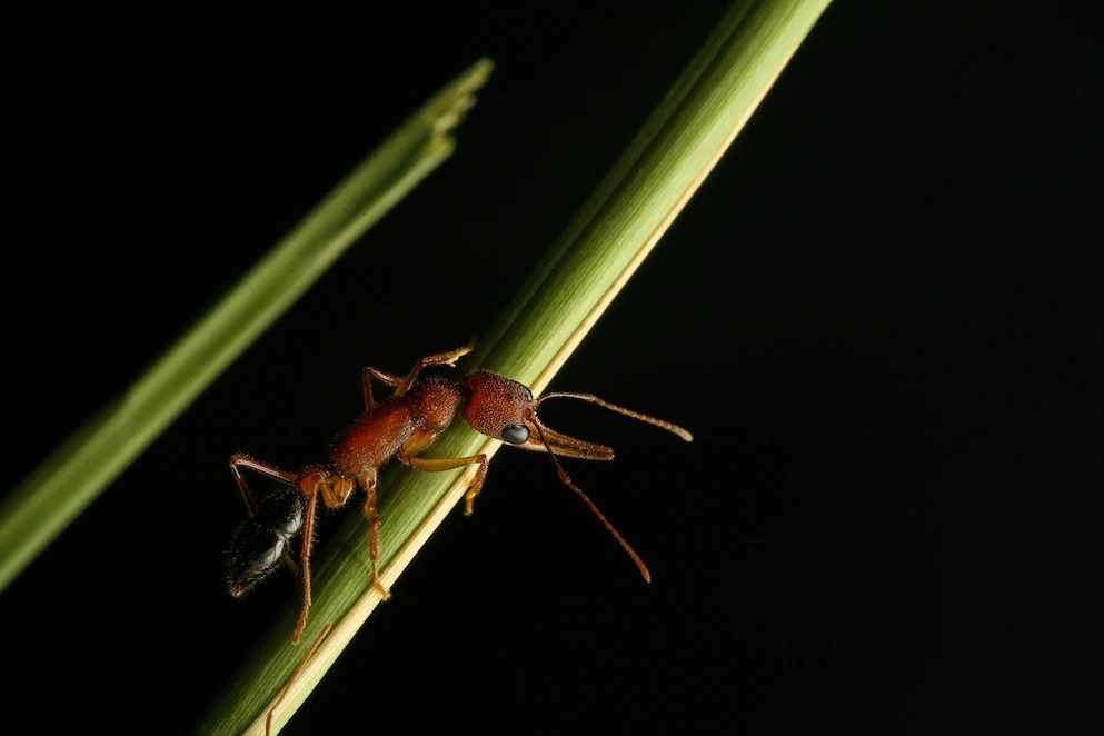 蟻后死亡後，印度跳蟻的工蟻們會開始競逐下一任蟻群領袖。而自競賽中脫穎而出者，身體會經歷異常變化，比如可逆的大腦萎縮。