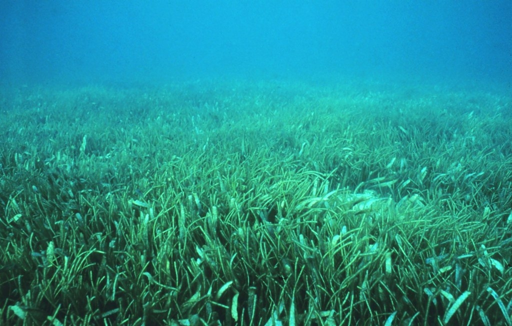 聯合國環境規劃署調查發現，人類活動正使得全球海草床以每30分鐘一個足球場的速度消失。照片來源：維基百科／NOAA／Heather Dine（CC BY 2.0）