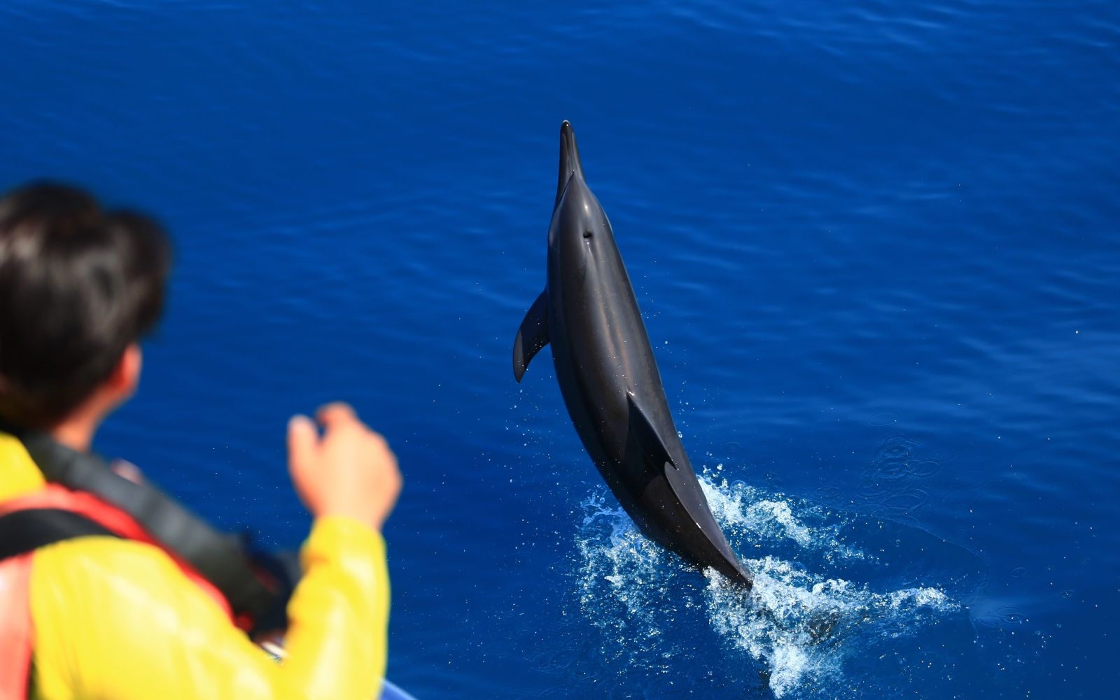 台灣東岸賞鯨船目擊率最高的「飛旋海豚」（攝影 / 江文龍）