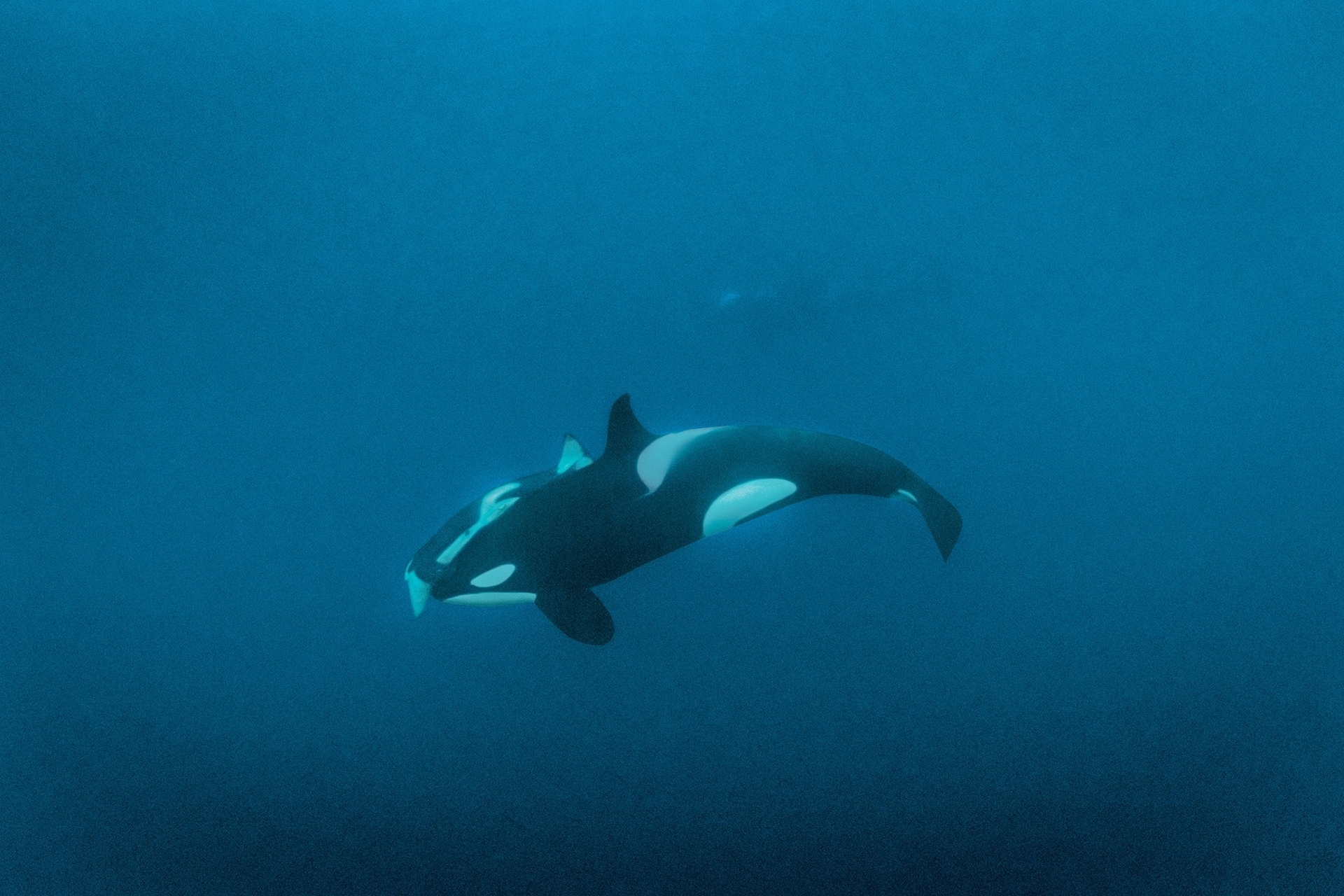 在挪威北極圈的黑暗中，一隻應該是母鯨的雌性虎鯨帶著一隻蓋在牠身上的死去幼鯨一起游泳。這種行為之前曾在鯨魚身上被人觀察到；死去的幼鯨可能會被攜帶數天甚至數週。史蓋瑞在Disney+紀錄片《鯨魚的秘密》中說，這種行為凸顯出虎鯨是「非常感性的生物」，也「提醒我們生命很寶貴」。PHOTOGRAPH BY BRIAN SKERRY 