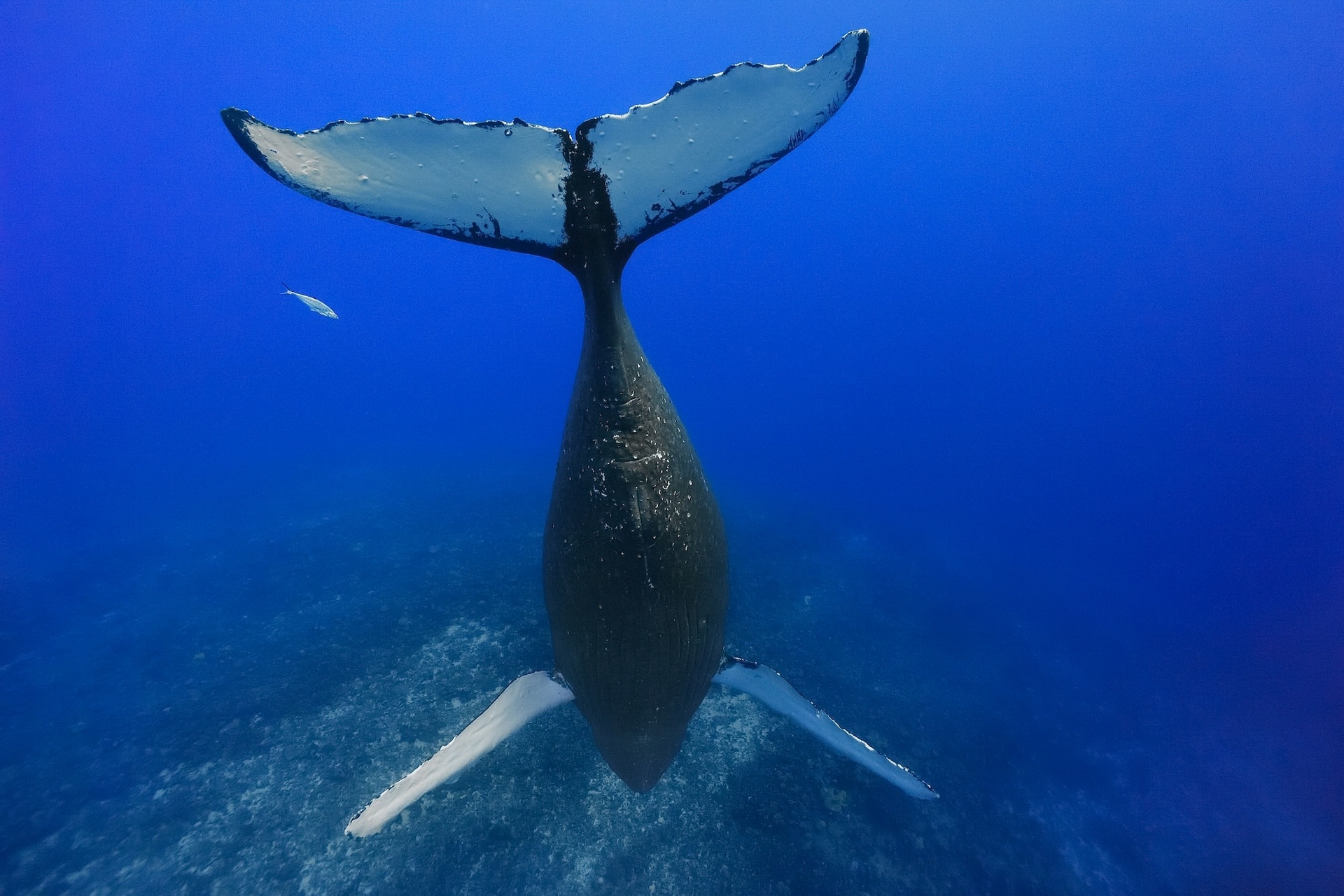 有五種鯨魚被稱為「歌手」，其中包括雄性座頭鯨，牠們的歌聲會吸引雌性。雄性座頭鯨在青少年時期開始跟同儕學習複雜的音調。牠們唱歌時常常會垂直顛倒身體，尾巴朝上，歌唱多達20分鐘之後浮上水面呼吸，就跟這隻在庫克群島外海的鯨魚一樣。PHOTOGRAPH BY BRIAN SKERRY