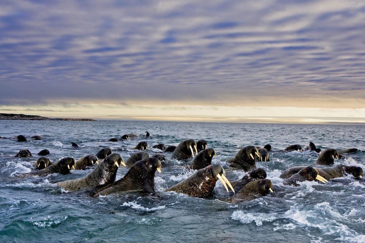 Photograph by Paul Nicklen, Nat Geo Image Collection