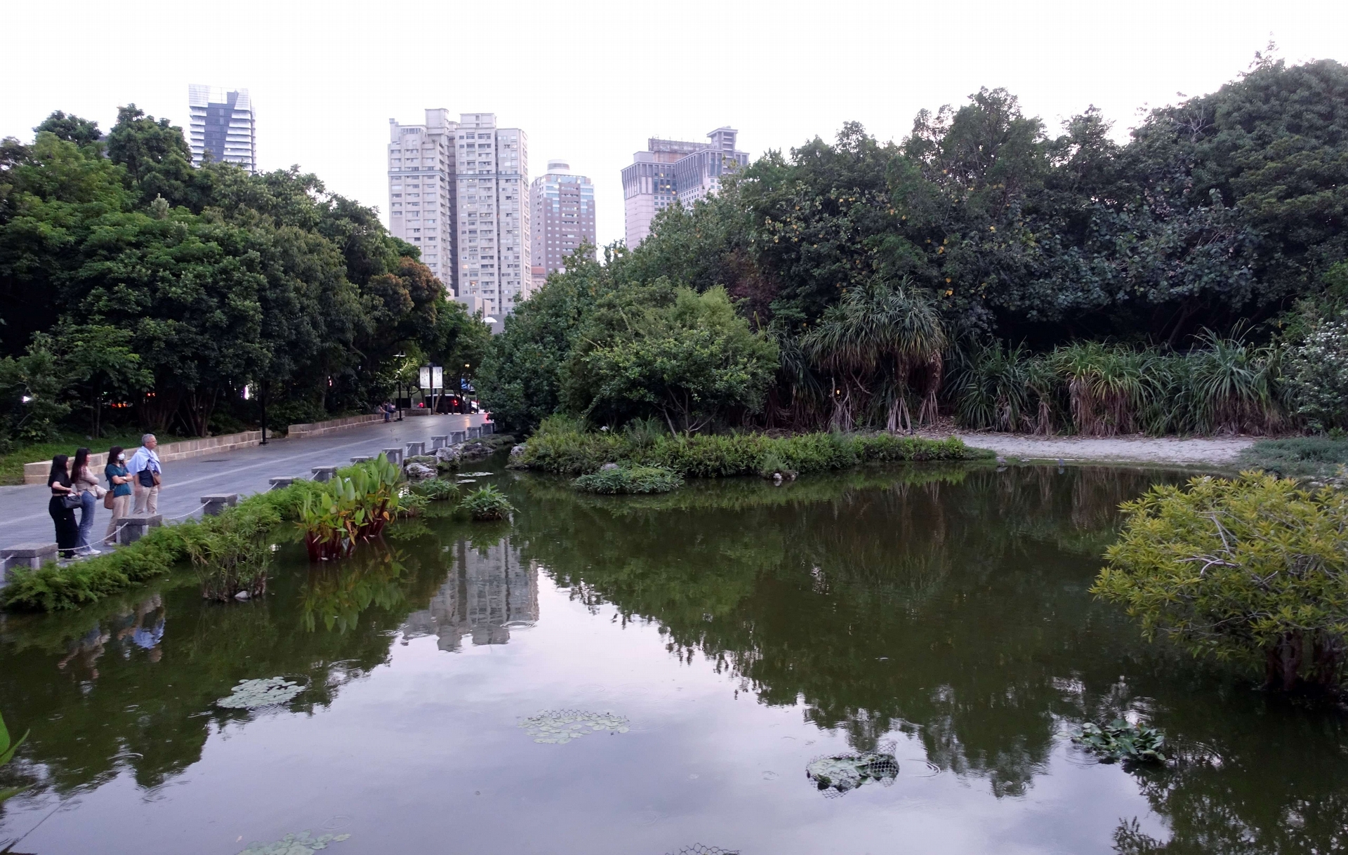植物園內的大池塘是食蟹獴的主要停留區域。（科博館提供）
