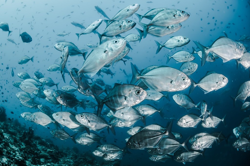 一份海洋報指指出，監管單位忽略了汙染對海洋生物的影響。照片來源：Sebastian Pena Lambarri／Unsplash