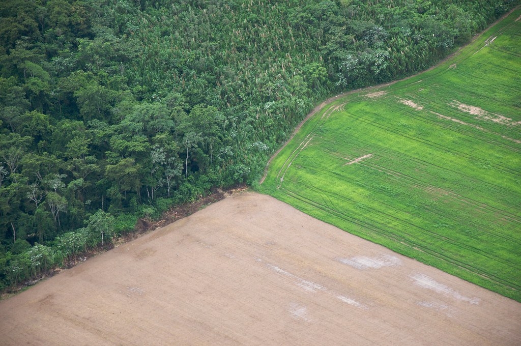 根據研究，從2010年到2019年，巴西亞馬遜雨林排碳量竟比吸碳量多出近20％。照片來源：Sam Beebe（CC BY 2.0）