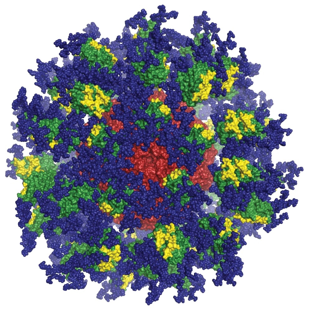 eOD-GT8免疫刺激蛋白的電腦圖像。IMAGE COURTESY OF JOSEPH JARDINE, SERGEY MENIS, AND WILLIAM SCHIEF OF SCRIPPS RESEARCH AND IAVI.