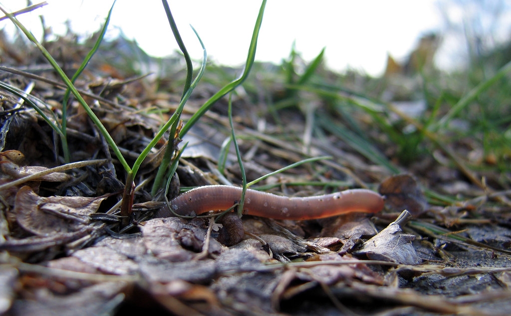 學界首次全面性調查發現，農藥正影響著蚯蚓、甲蟲、彈尾蟲等攸關土壤健康的小動物。照片來源：schizoform（CC BY 2.0）