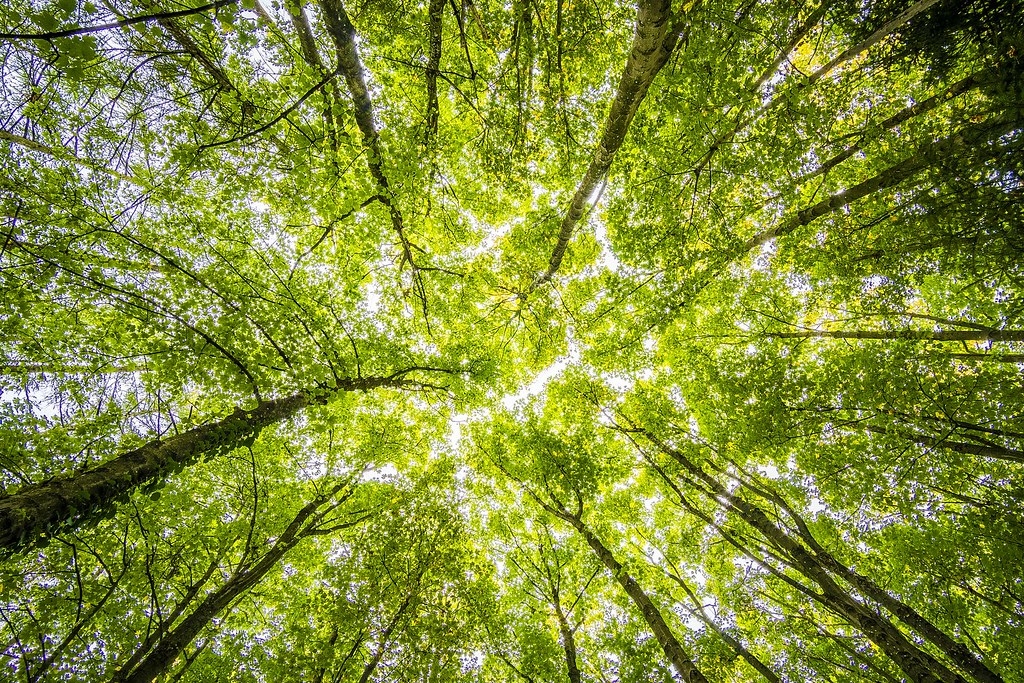 「樹葉聯盟（LEAF ）」目標募集10億美元的公共和私人資金，保護熱帶森林並減少森林砍伐的碳排放量。照片來源：Felix Mittermeier／Pexels