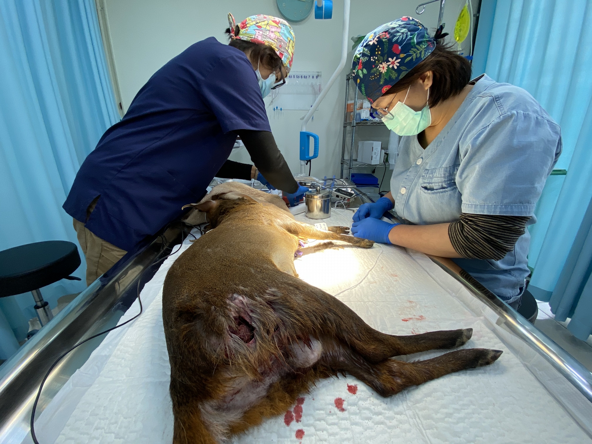 野生動物遭犬咬傷問題層出不窮，被救援的山羌躺於手術檯上緊急搶救。(照片提供：臺灣野灣野生動物保育協會) 