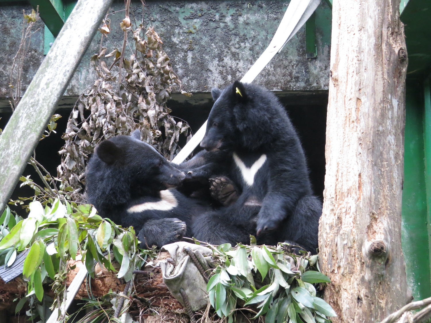 併籠後的廣原小熊與利稻小熊在平台上活動 (照片提供：臺灣野灣野生動物保育協會) 