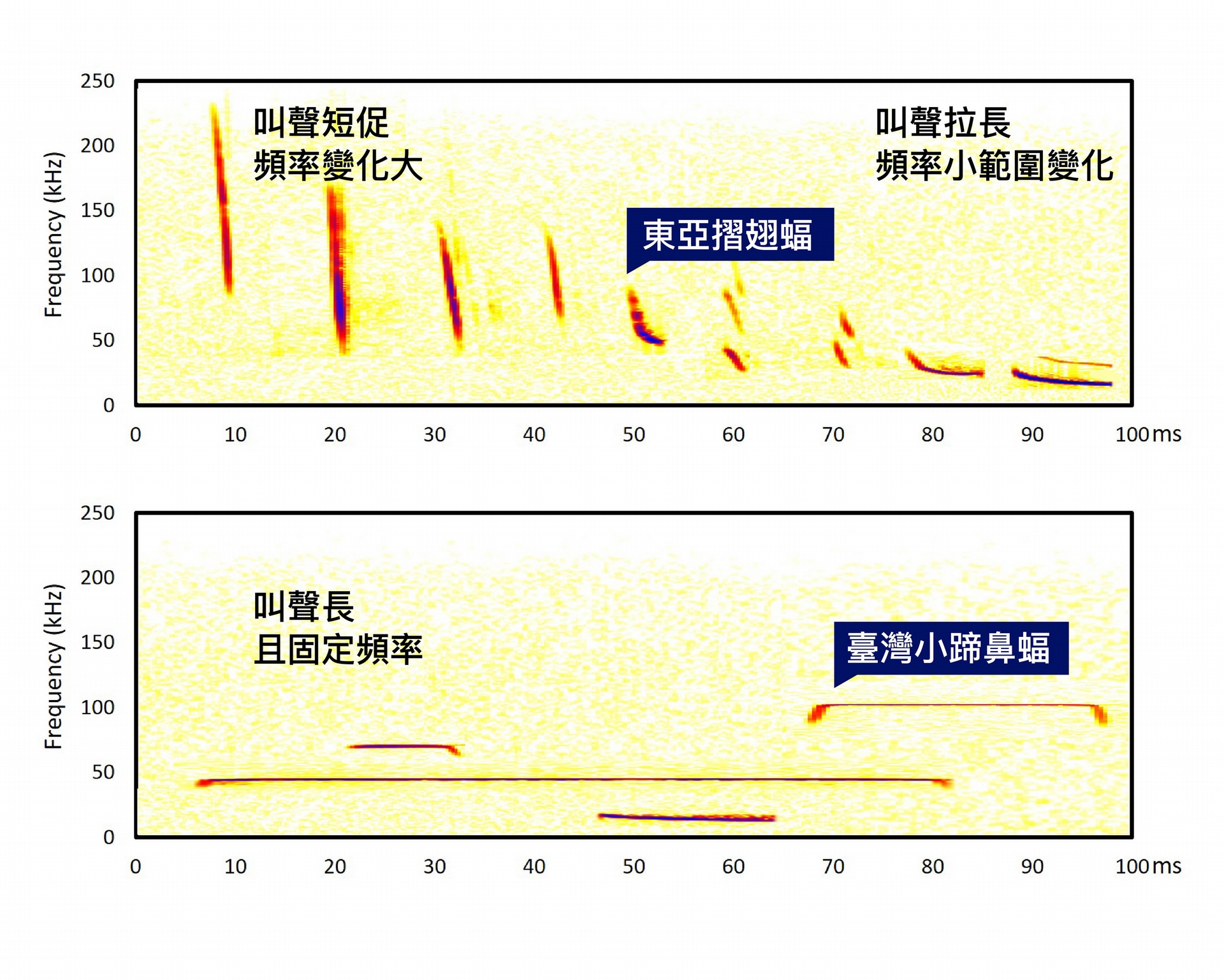 東亞摺翅蝠、臺灣小蹄鼻蝠，回聲定位發出的超音波頻率，因活動空間與生活型態而不同。 圖│研之有物 (資料來源│端木茂甯、李佳紜)