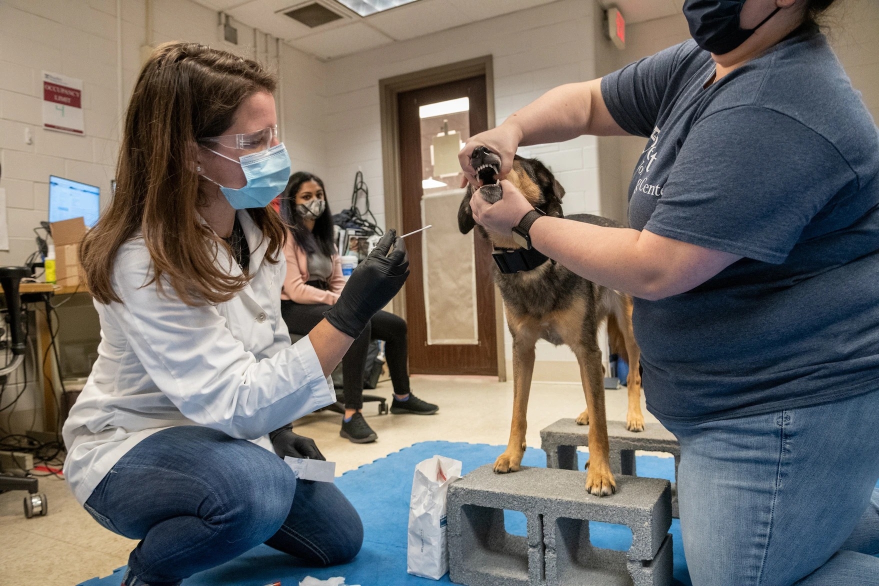 工作犬中心的運動醫學與復健科住院醫生梅根．拉莫斯（Meghan Ramos）在圖卡的口腔內以拭子採樣，而圖卡的飼主艾斯勒則幫忙固定圖卡。圖卡剛加入這項氣味研究。艾斯勒說：「看著牠奮力學習這一切是很有趣的事，因為從在家使用基本嗅覺到能夠嗅出COVID，就像是從基礎數學到微積分一樣。」