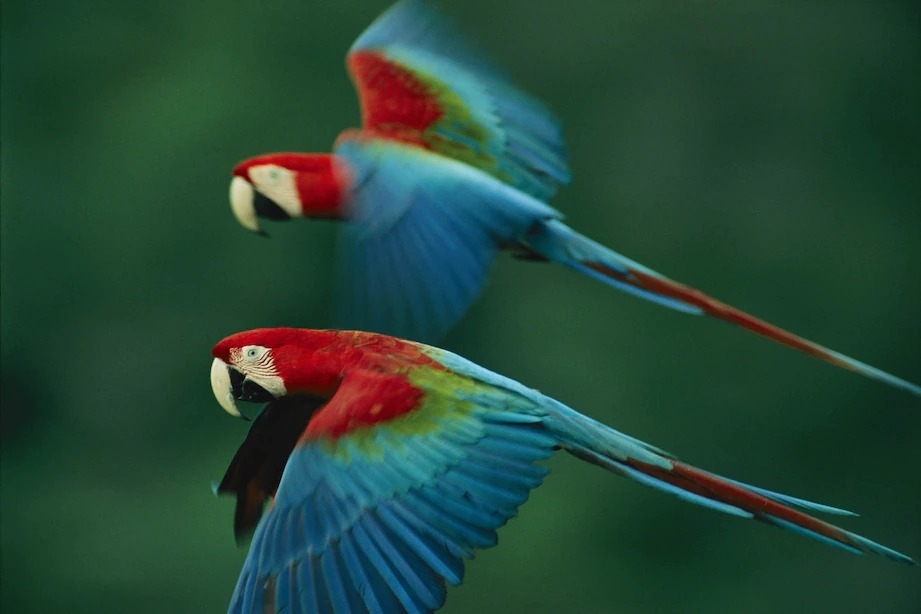 Photograph by Joel Sartore, Nat Geo Image Collection