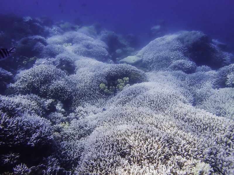 墾丁白化珊瑚。圖片來源：陳思宇
