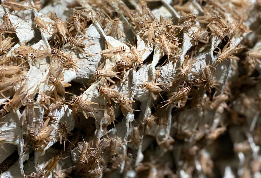 西班牙新創公司「Origen Farms」以家蟋蟀作為蛋白質來源，嘗試進入人類食品市場。照片來源：Origen Farms推特