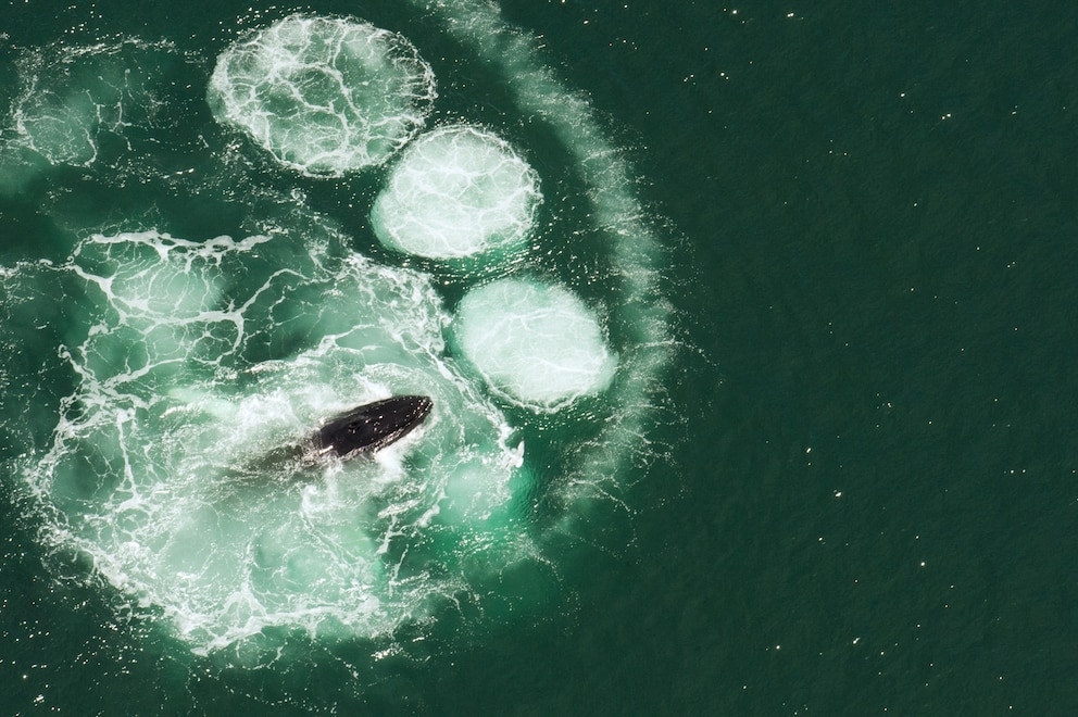 在鱈魚角覓食的座頭鯨。座頭鯨們合力在魚群周圍吐出螺旋氣泡幕來讓獵物迷失方向，這種獵食法稱為「氣泡網獵食法」（bubblenet feeding）；待一圈圈的氣泡迫使小魚貼近水面，其他座頭鯨便會伺機吞下。PHOTOGRAPH BY BRIAN SKERRY, NAT GEO IMAGE COLLECTION 