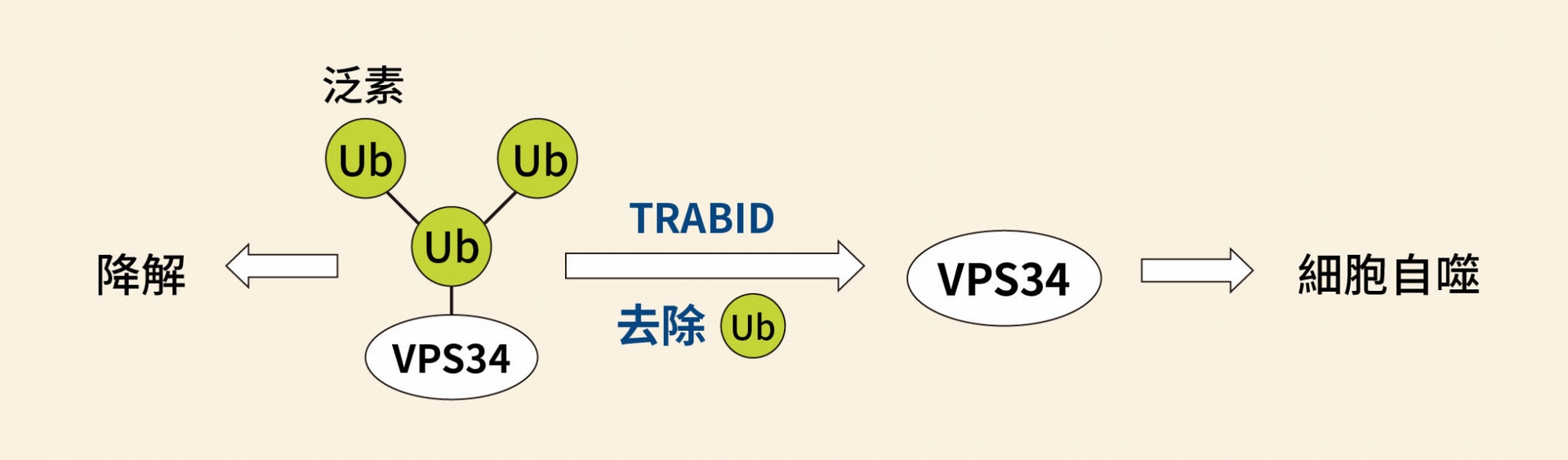 TRABID 可以去除 VPS34 上面的泛素分支（K29、K48），促進細胞自噬作用。 圖│研之有物（資料來源│陳瑞華）