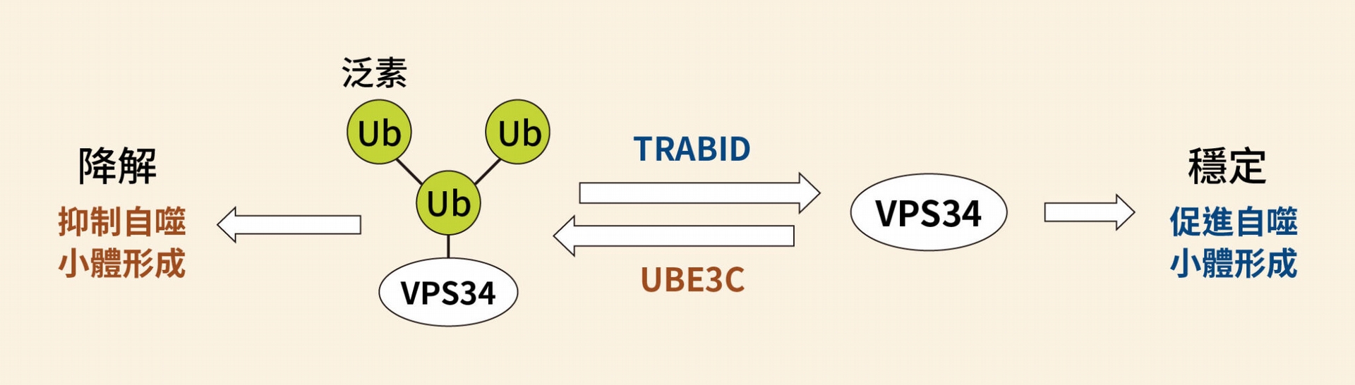 TRABID 與 UBE3C 共同調控 VPS34 的示意圖，TRABID 會促進細胞自噬作用；反之，UBE3C 則會抑制細胞自噬。 圖│研之有物（資料來源│陳瑞華）