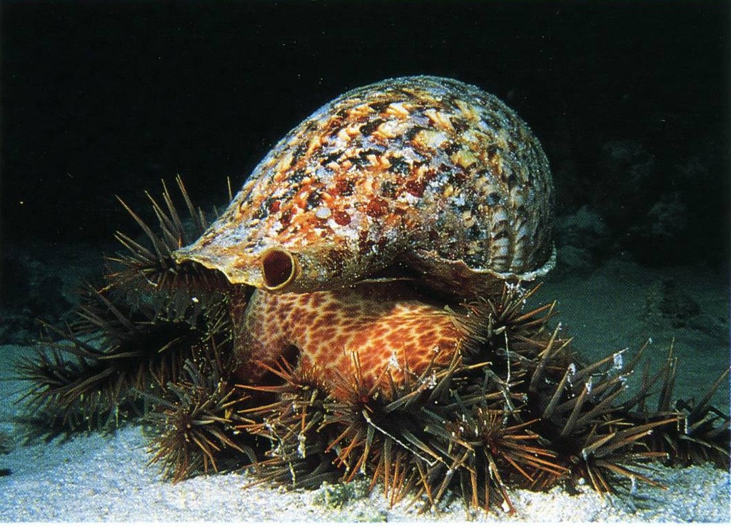 大法螺是棘冠海星最主要的天敵。照片提供：鄭明修