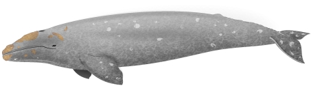 東太平洋灰鯨群復育相當成功，現在他的棲息地已是著名賞鯨勝地。圖／Wikipedia