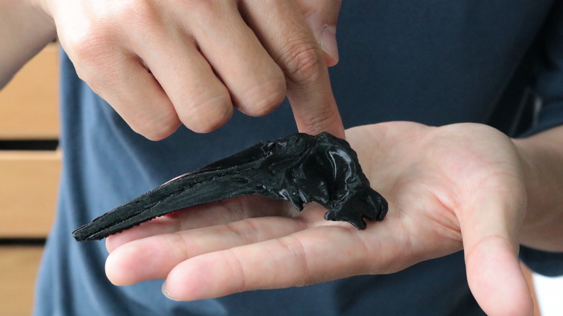 3D列印縮小版灰鯨頭骨，目前臺灣只有兩件灰鯨類的化石，分別珍藏於國立自然科學博物館和臺南私人收藏家手上。圖／科技大觀園拍攝