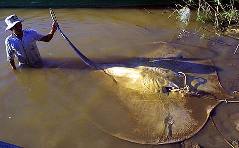 湄公河中的巨大魟魚。照片來源：WWF/ Zeb Hogan