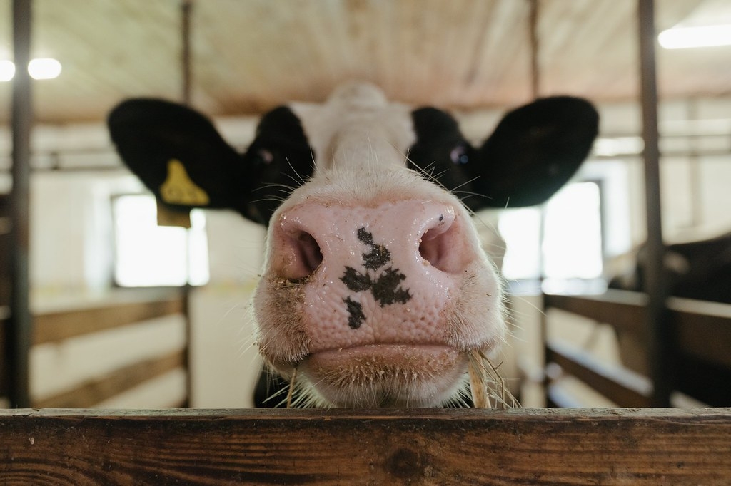 由於牛的飲食中含有天然聚酯，科學家們推測，牛的胃中含有能分解天然聚酯的大量微生物。照片來源：cottonbro／Pexels