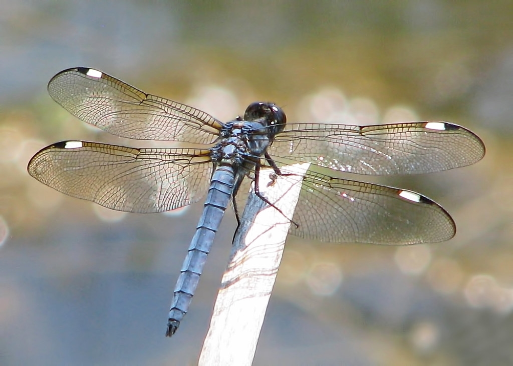 暖化讓雄蜻蜓翅膀失去光澤 可能影響交配 科學家籲深入研究