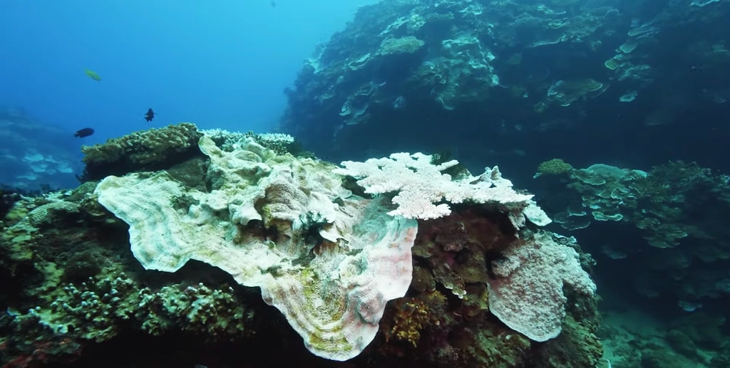 臺灣近海珊瑚去年夏天遭遇嚴重白化危機。截自綠色和平「光影珊瑚」紀錄片畫面